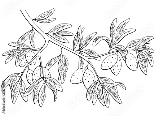 Almond nut graphic black white isolated branch sketch illustration vector