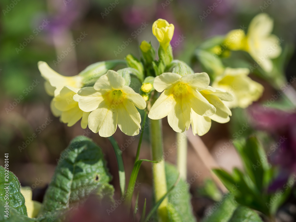 Fototapeta premium Primula elatior (oxlip)- yellow spring flower
