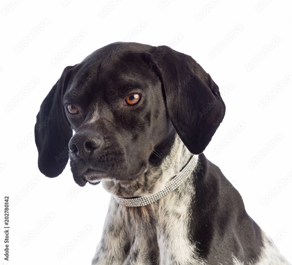Black and white hunting dog with necklace with rhinestones