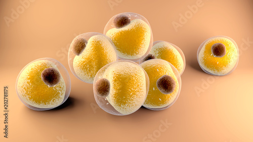 Adipocytes fats cells photo