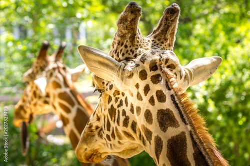 Photography Giraffe twins