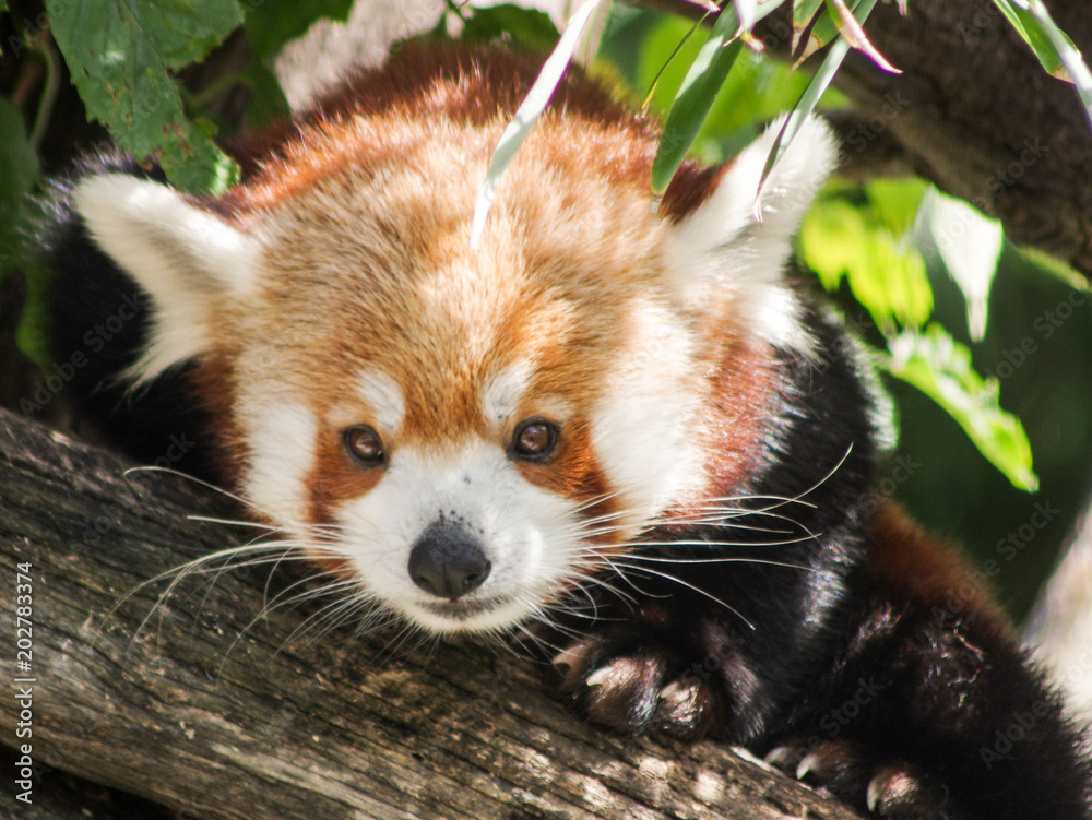 Naklejka premium Red Panda (Ailurus Fulgens)