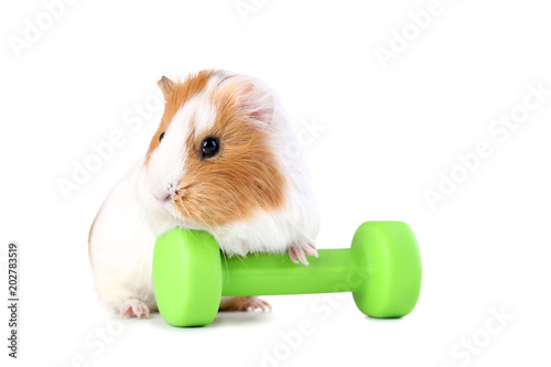 Guinea pig with green dumbbell isolated on white background
