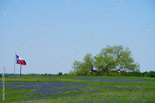 View along Texas Bluebonnets trail during spring time around the Texas Hill Country