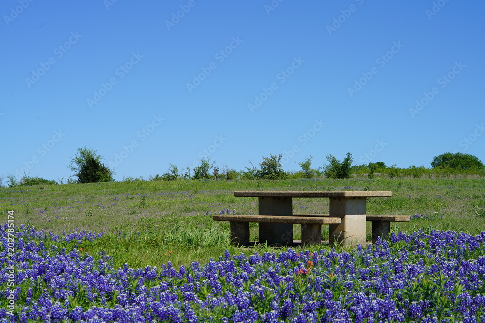 Picnic table along Texas Bluebonnets trail during spring time around the Texas Hill Country