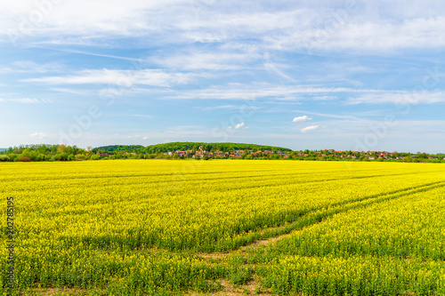 Field with yellow canola flowers and Czernichow village in background near Vistula river  Poland