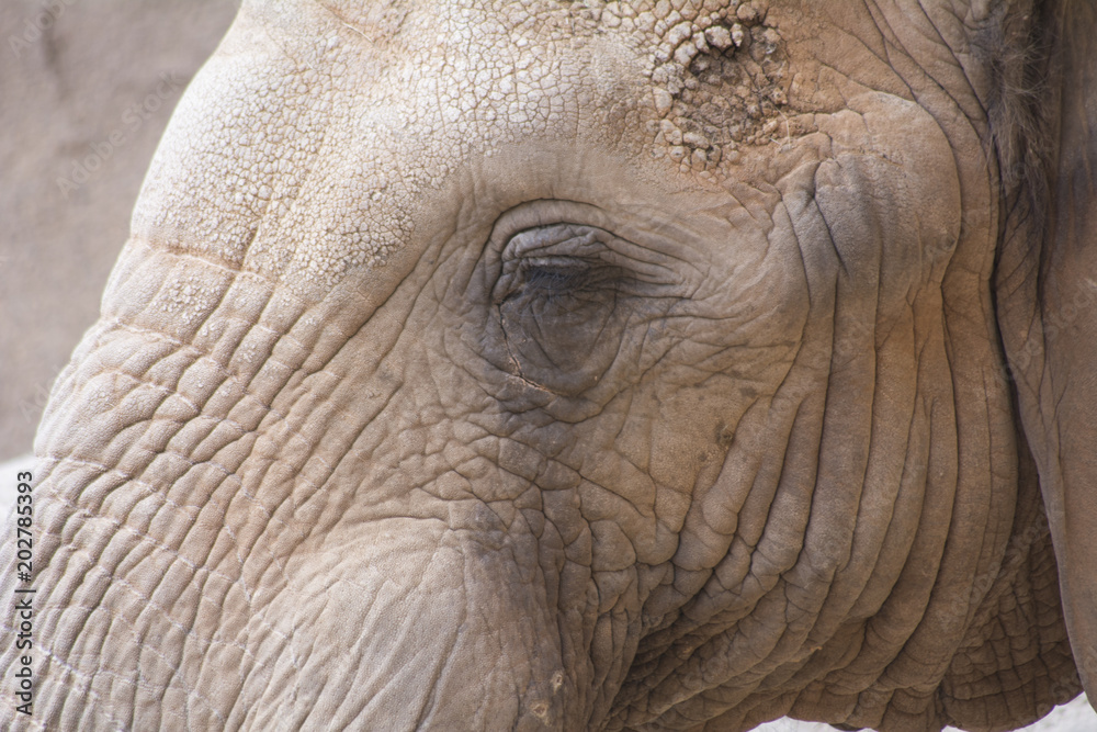 Fototapeta premium portrait of elephant