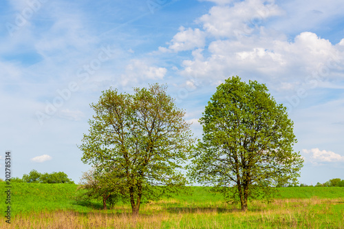 Two green tress on meadow near Vistula river during springtime, Poland