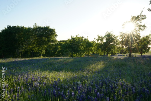 View along Texas Bluebonnets trail during spring time around the Texas Hill Country