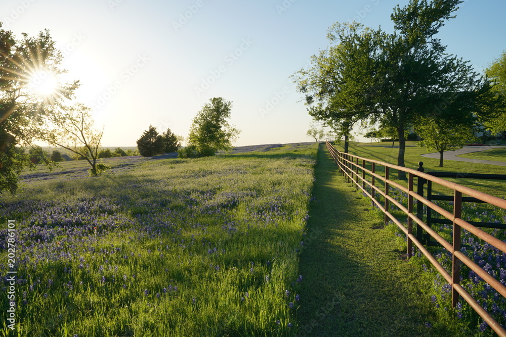 View along Texas Bluebonnets trail during spring time around the Texas Hill Country - obrazy, fototapety, plakaty 