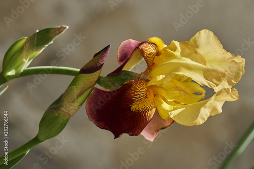 Fototapeta Naklejka Na Ścianę i Meble -  iris gladiolus in bloom in the garden