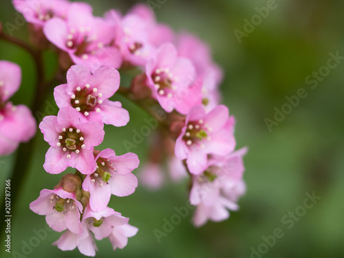 Pink blossom of Bergenia flower (elephant-eared saxifrage, elephant's ears)