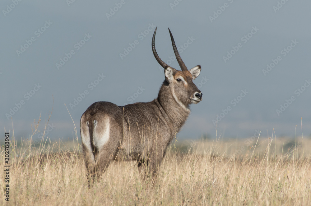 Water Buck Water Buck