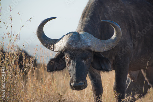 Cape buffalo  one of the most dangerous African animals. 