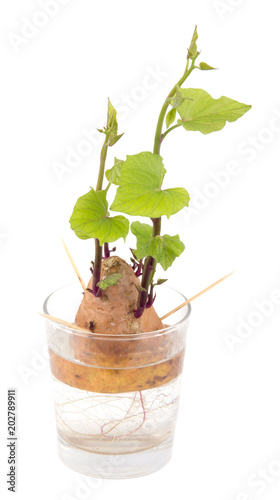 yam sweet potato root regrowth on water glass over white background