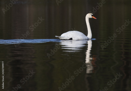 Swimming swan
