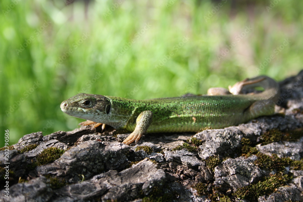 Lizard on a fallen tree covered with moss