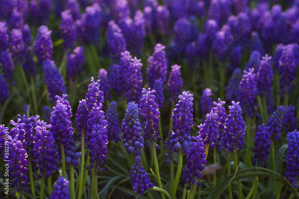 Obraz premium Purple flower