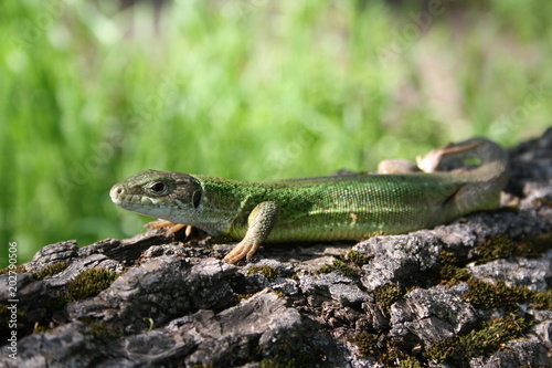 Lizard on a fallen tree covered with moss