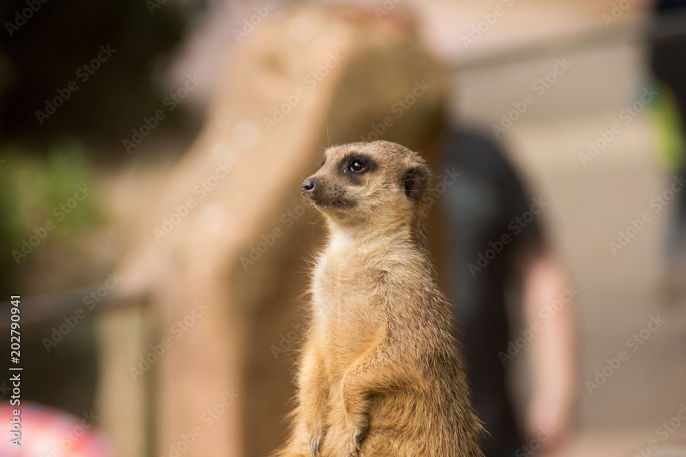 Fototapeta premium Ein Erdmännchen hält ausschau