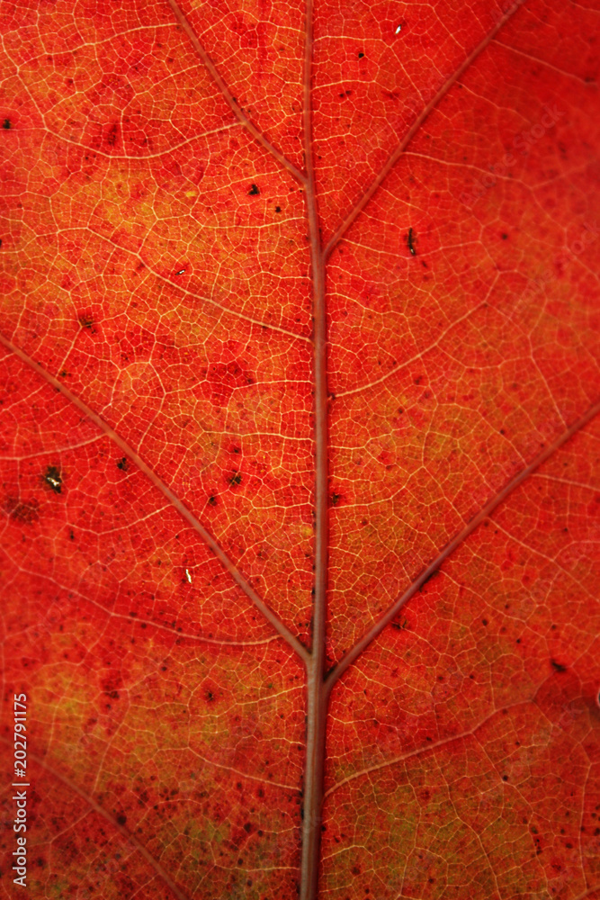 feuille de chêne en automne par transparence feuille de chêne en automne par transparence