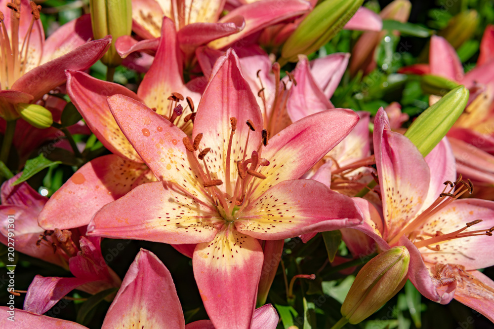 Obraz premium Flowers