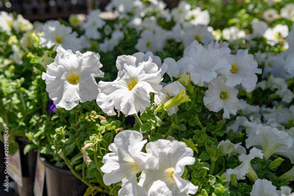 Flowers Flowers