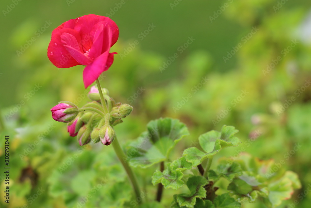 Pelargonia Pelargonia