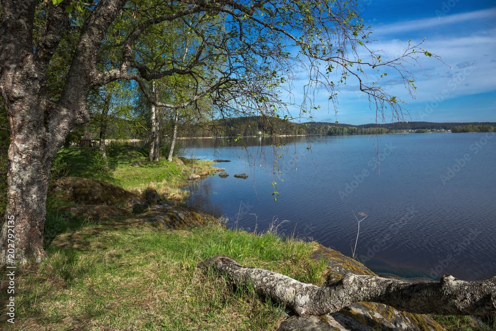 landscape on the shore of a lake in Karelia