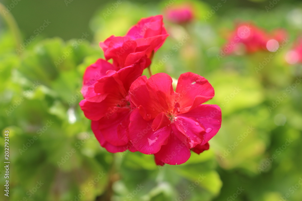 Obraz premium Pelargonia