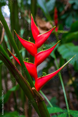 Tropical red flower of Heliconia photo
