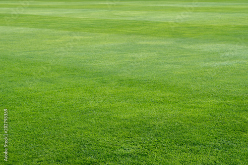 green grass on playing field background
