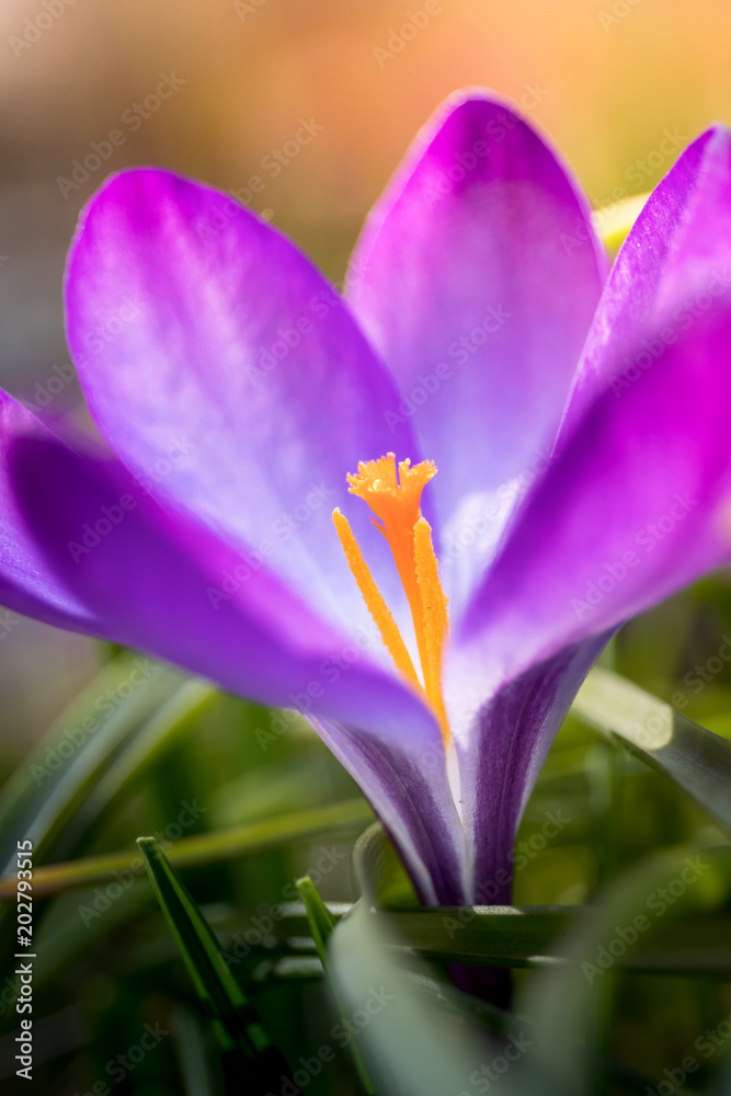 Closeup of a purple blue crocus with an orange pistil, in the blurred background a warm glow. Closeup of a purple blue crocus with an orange pistil, in the blurred background a warm glow.