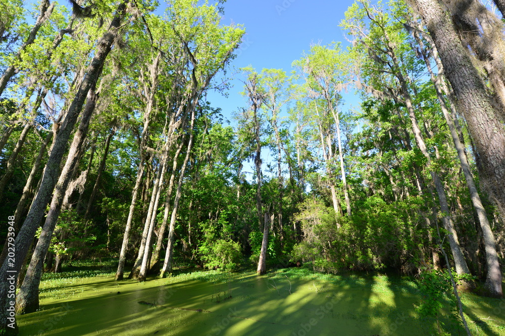 Obraz premium Swamp near Charleston in South Carolina.