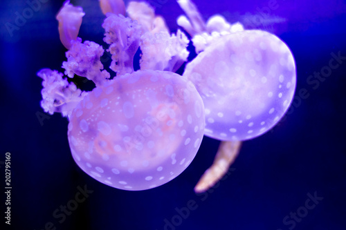 two pink jellyfish drop from the surface