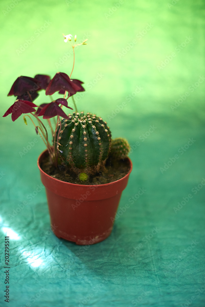 Cacti in pots on a green background Cacti in pots on a green background