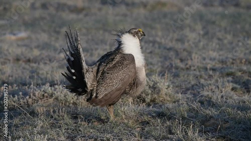 A Male Greater Sage Grouse Mating Courtship display at a Lek 