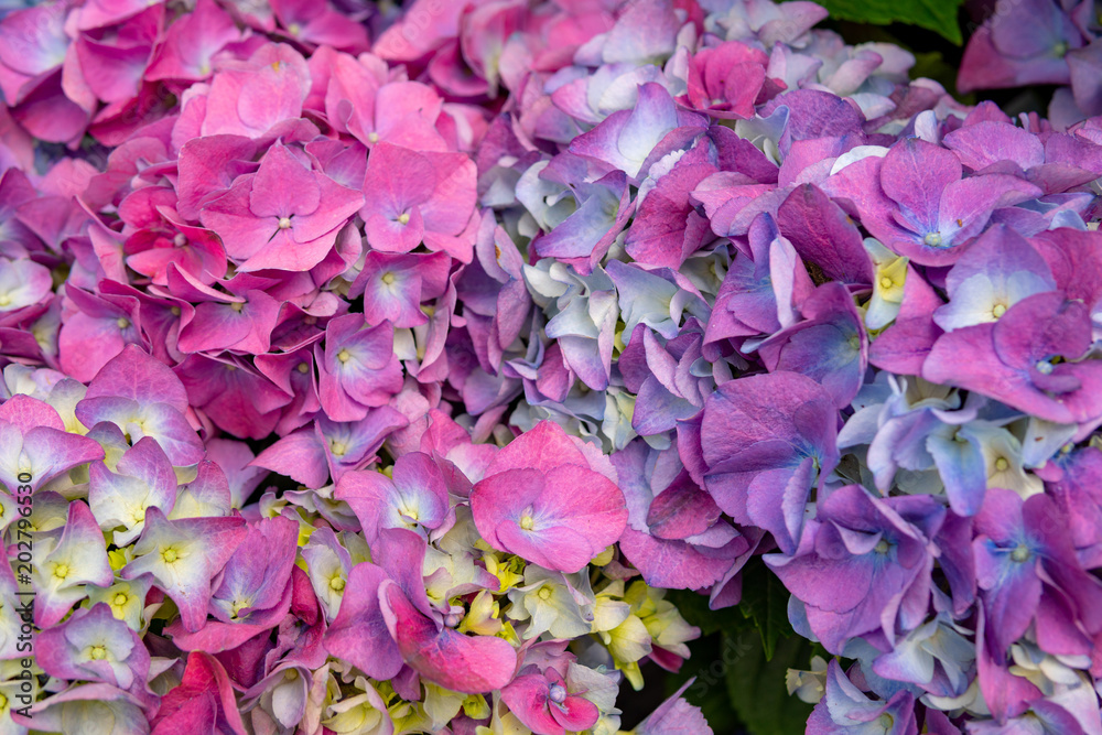 Fototapeta premium Flowers