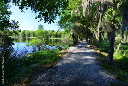 Swamp near Charleston in South Carolina. photo