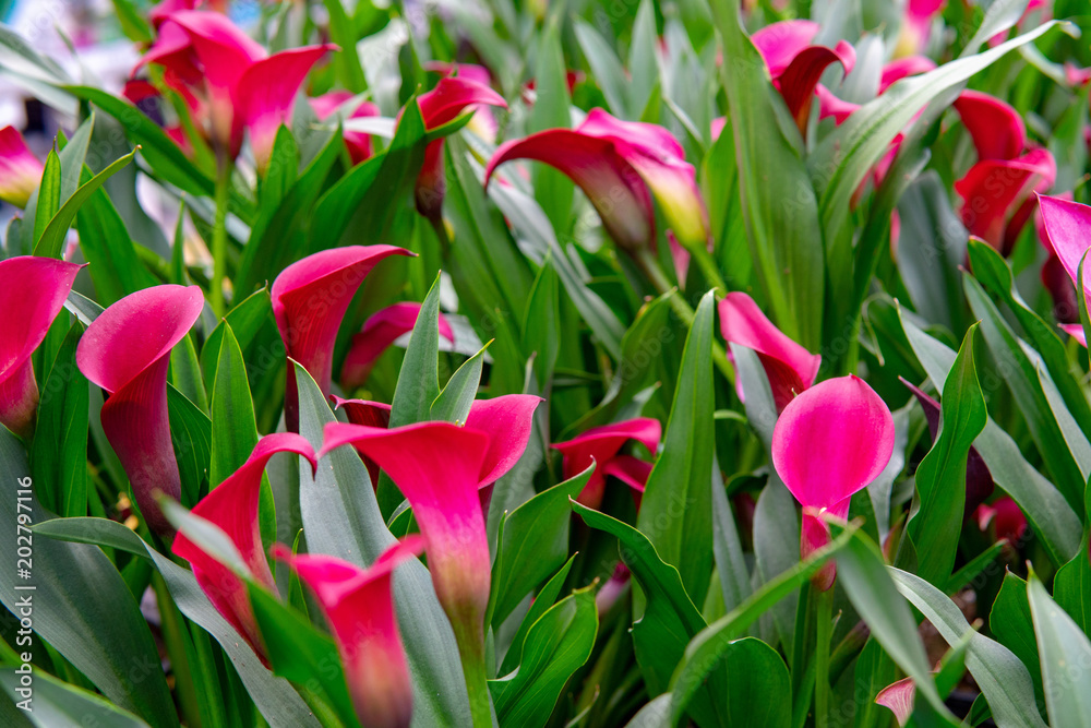 Obraz premium Flowers