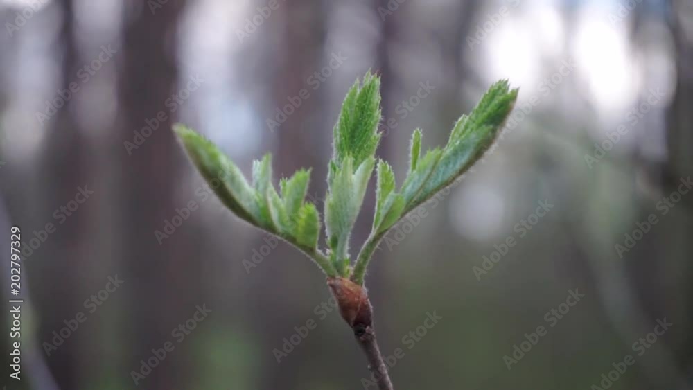 Blooming tree branch with opening leaves buds in spring forest, macro shot, selective focus Blooming tree branch with opening leaves buds in spring forest, macro shot, selective focus