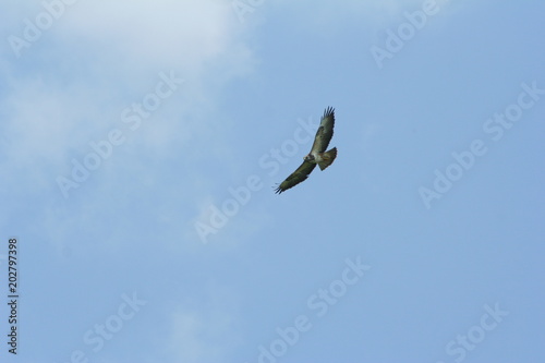 Mäusebussard segelt photo