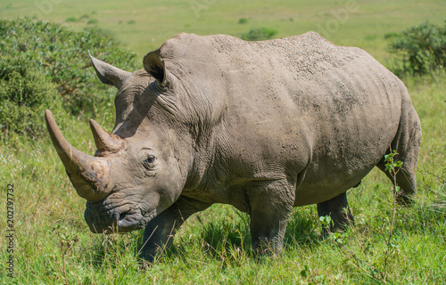 White Rhino