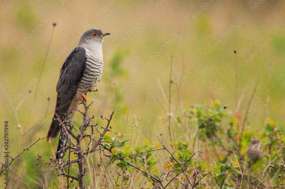 Common cuckoo (Cuculus canorus) sitting on a barbed branch Common cuckoo (Cuculus canorus) sitting on a barbed branch