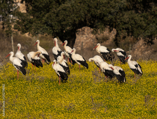 Group of storks in the ground with yellow flowers