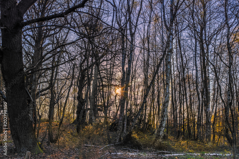 low afternoon sunlight shining through a copse of tall thin bare dense silver birch trees