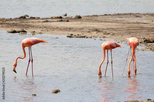 Flamingo-Kolonie (Curacao/Niederländische Antillen/Karibik)     © Bittner KAUFBILD.de