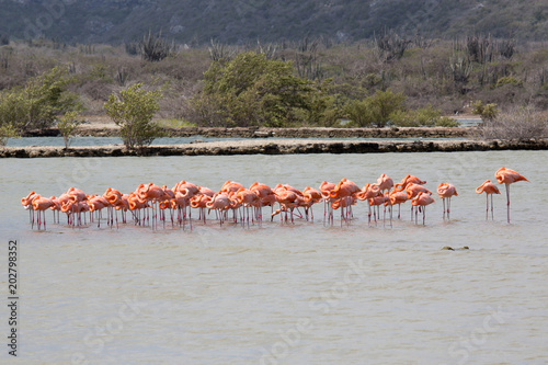 Flamingo-Kolonie (Curacao/Niederländische Antillen/Karibik)
