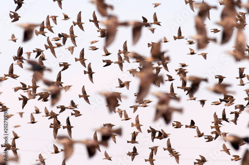 Flock of starling (Sturnus vulgaris) © Tatiana