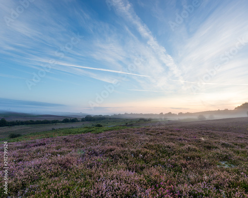 Colourful purple and pink heather